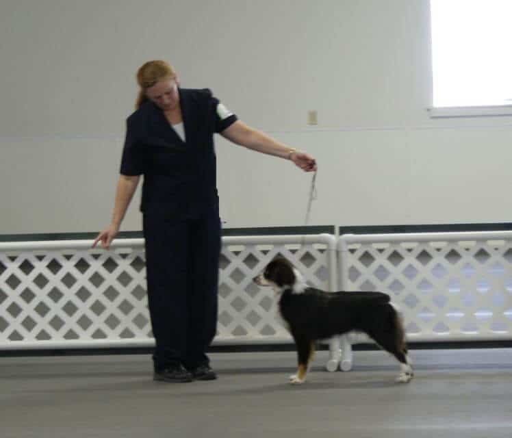 Miniature American Shepherd