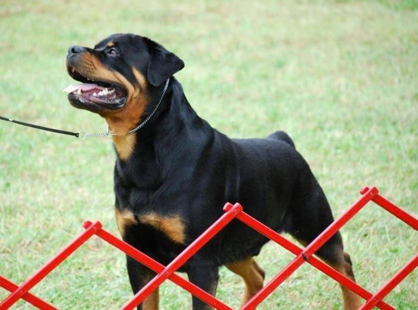 Rottweiler