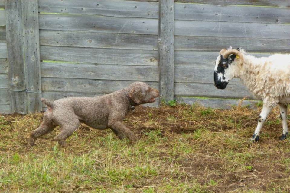 Spanish Water Dog
