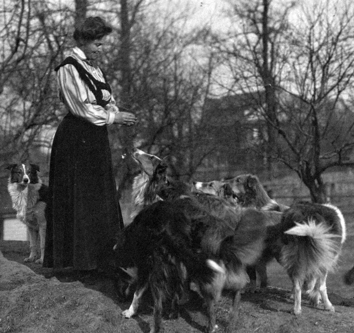 Mrs. Clara Lunt with some of her earliest Alstead Collies, c. 1905.