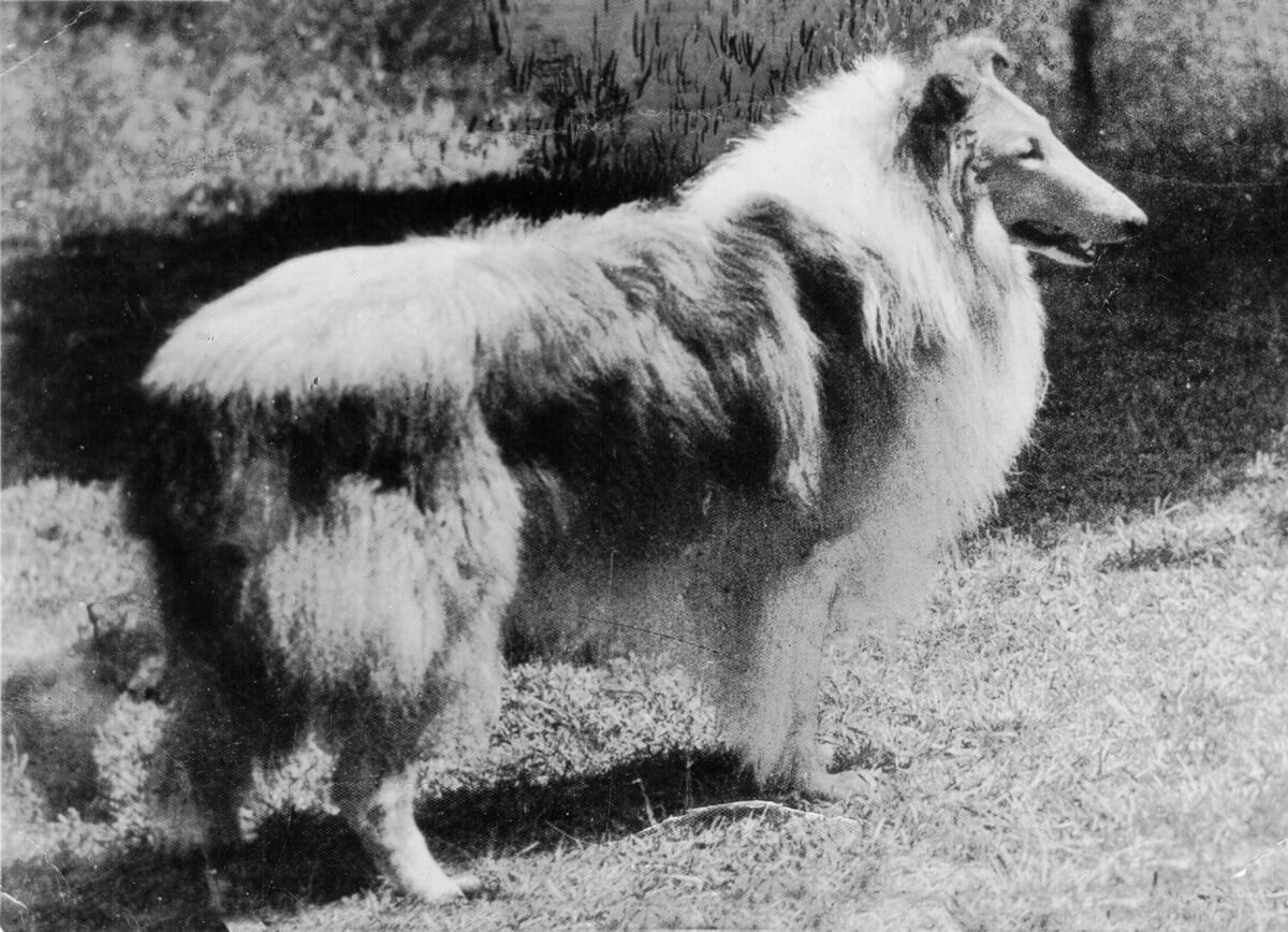 Ch. El Troubadour of Arken’s influential son, Ch. Future of Arken. Sired only 5 champions but two sons were responsible for creating two great sire lines.
