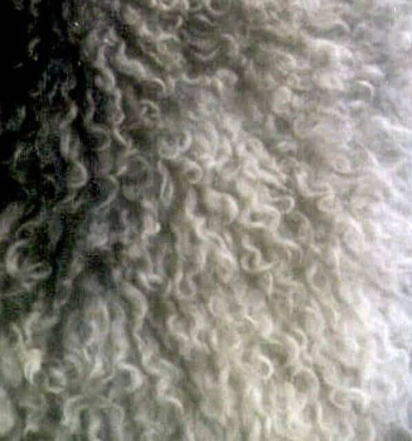 Pumi