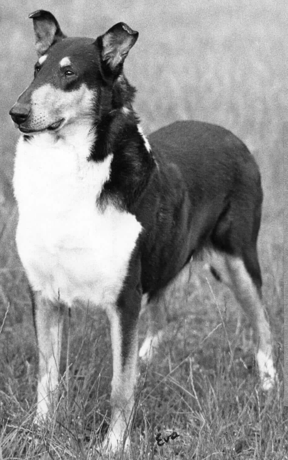 Ch. Black Hawk of Kasan was responsible for putting the Smooth Collie on equal footing with the rough.