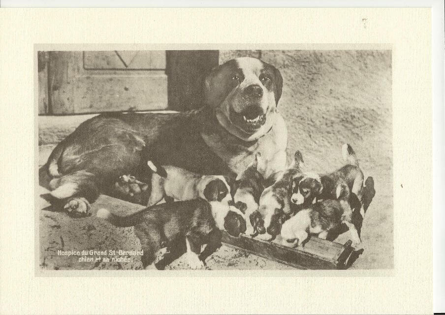 Saint Bernard