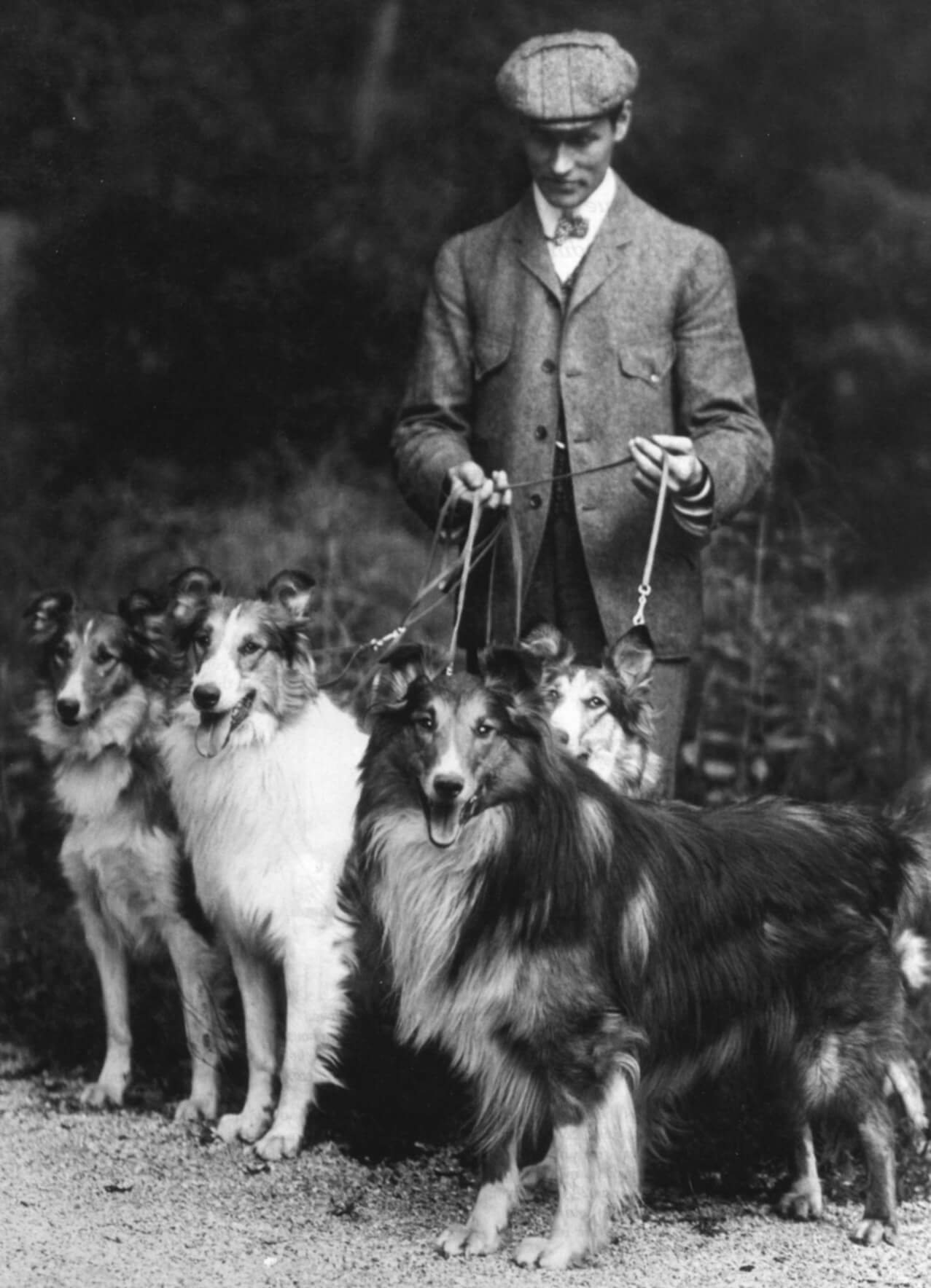 J.P. Morgan’s kennel man, Alfred Blewitt, with four of the Cragston Collies. Photo courtesy of the Archives of the Pierpont Morgan Library.