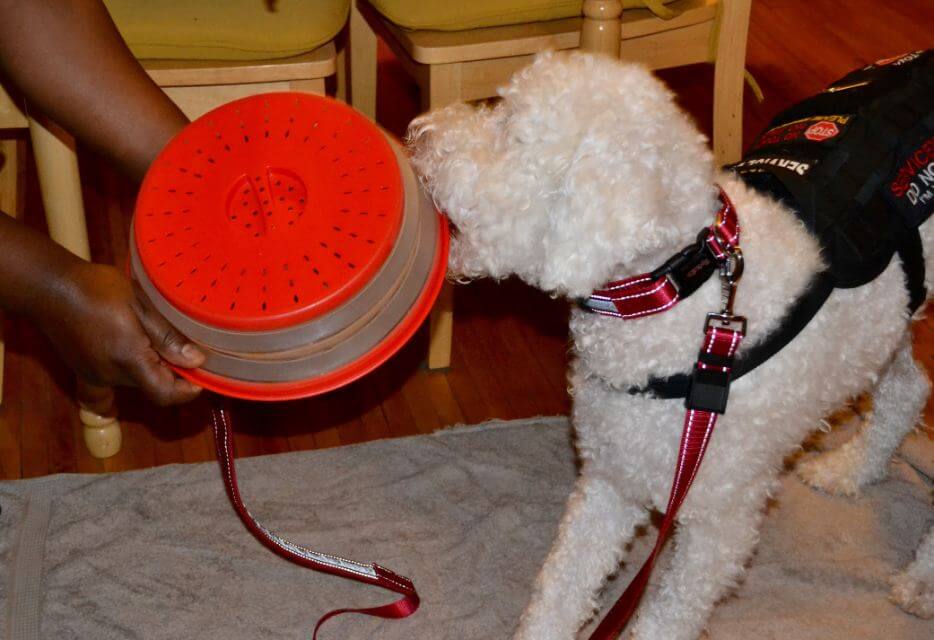 Lagotto Romagnolo