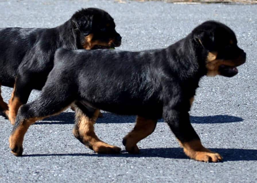 Rottweiler