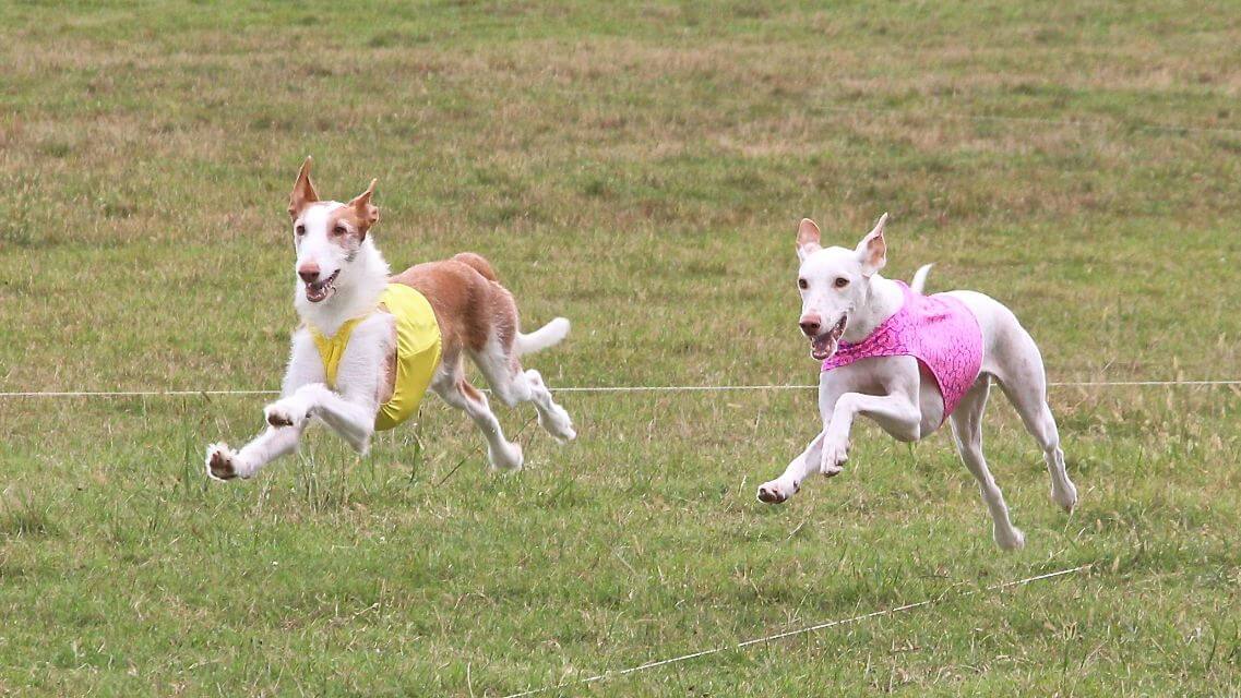 Ibizan Hound