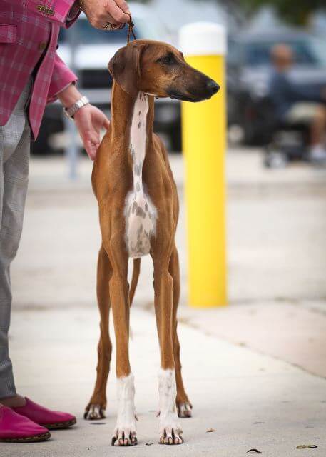 Doug Koger's Grand Vencedor Abioy here at 9 months old showcasing what a correct Azawakh front should look like.