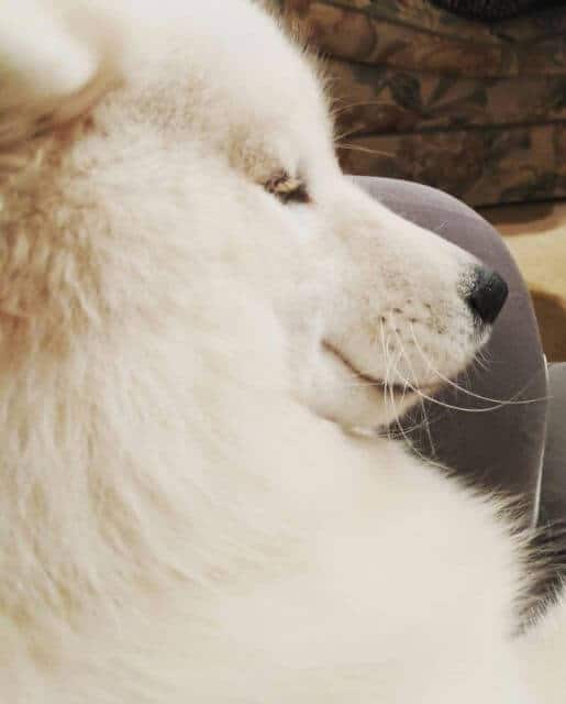 Samoyed