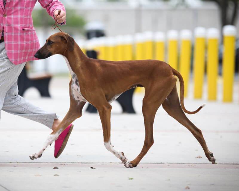 Gran Vencedor Abioy exhibiting the correct side gait with the front not extending past his nose.