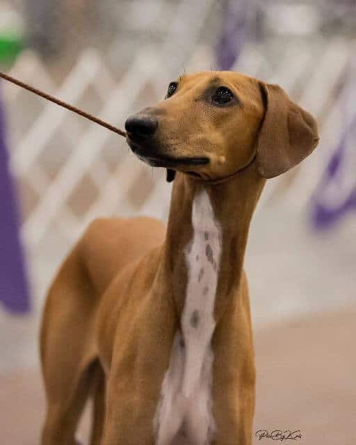 GCH Chalas Amber Sand, a Latvian import bred by Tamara Grina.