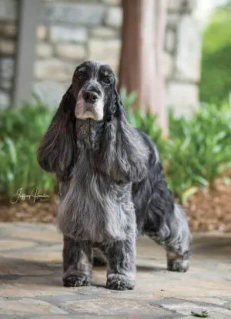 English Cocker Spaniel