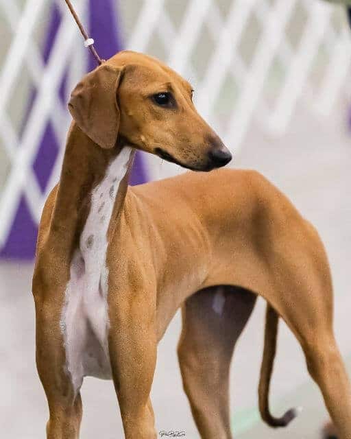 GCH Chalas Amber Sand, a Latvian import bred by Tamara Grina.