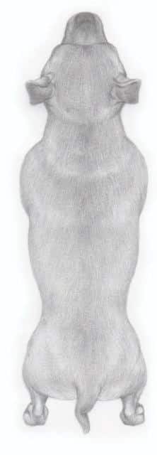 SBL