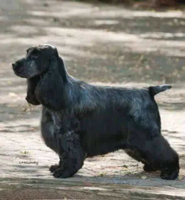 English Cocker Spaniel