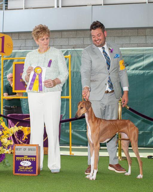 GCH Chalas Amber Sand at 2023 Westminster, where she was Best of Breed.
