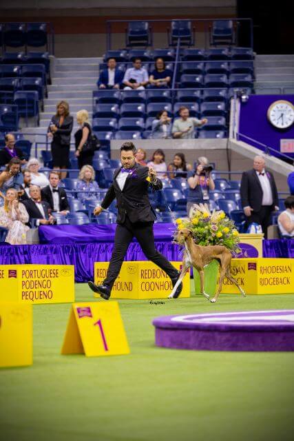 GCH Chalas Amber Sand at 2023 Westminster, where she was Best of Breed.