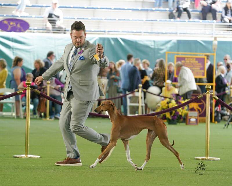 GCH Chalas Amber Sand at 2023 Westminster, where she was Best of Breed.
