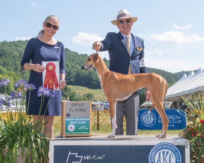 Doug Koger with GCHB Eidi n’Amanar. Ksenia is the #1 Owner-Handled Azawakh for the life of the breed and is the only Azawakh to achieve Platinum in the NOHS program, winning many Bests in Show. She is also the only female Azawakh to achieve a GCHB ranking