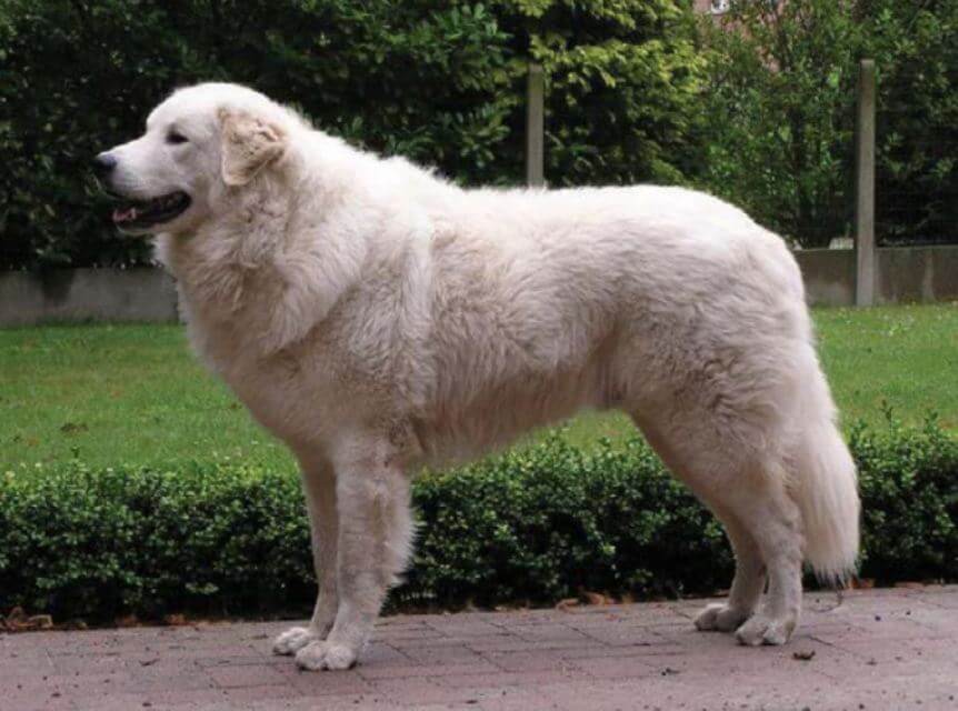 Kuvasz