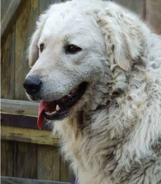 Kuvasz