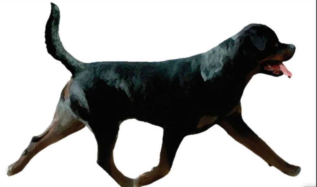 Rottweiler
