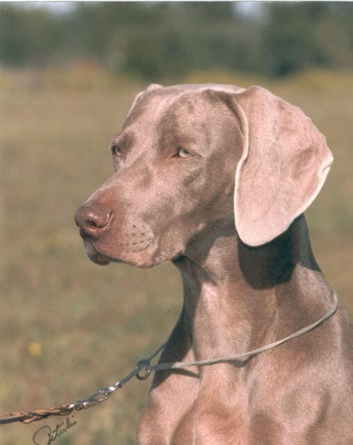 Weimaraner