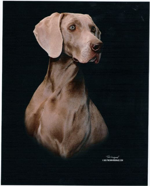 Weimaraner