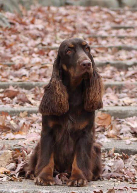 Field Spaniel