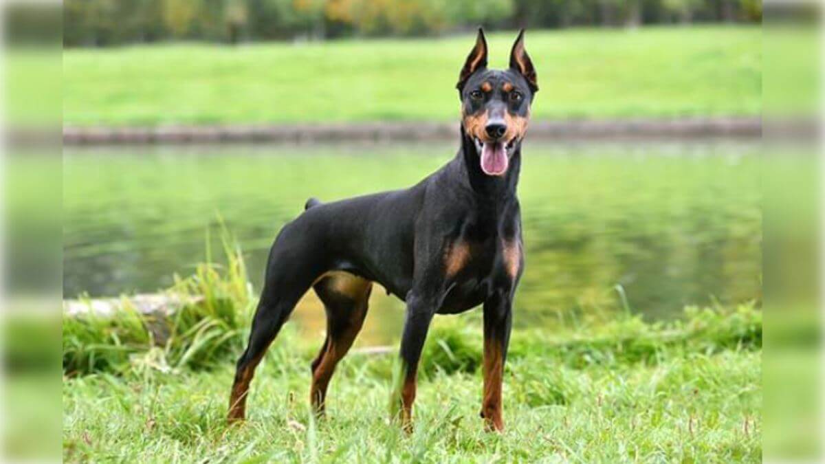 Judging the German Pinscher | Showsight
