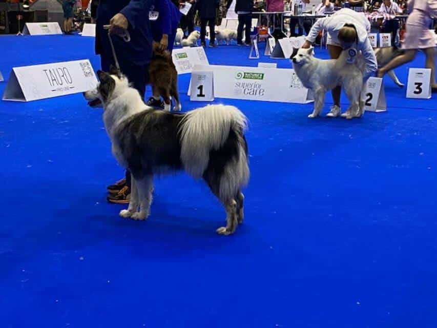 Yakutian Laika