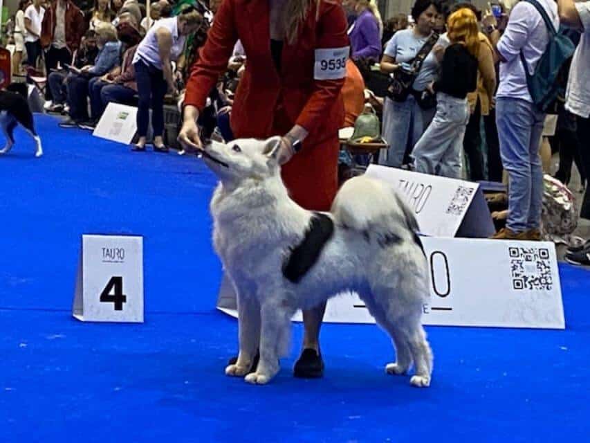 Yakutian Laika