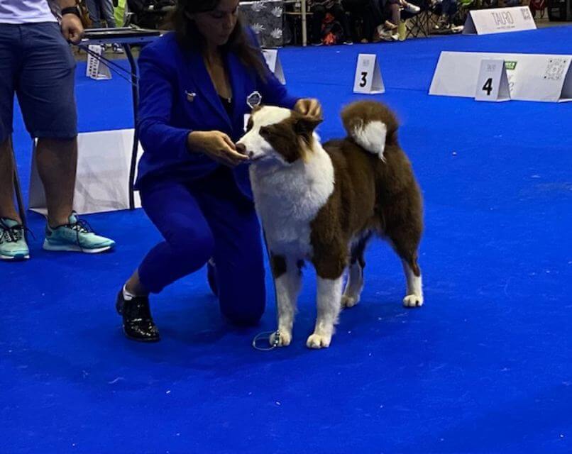 Yakutian Laika