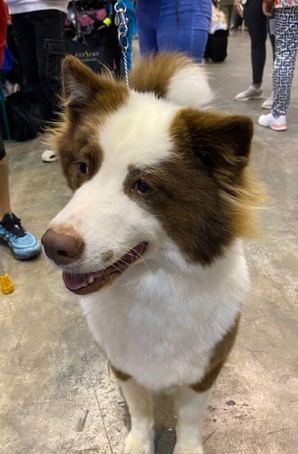 Yakutian Laika