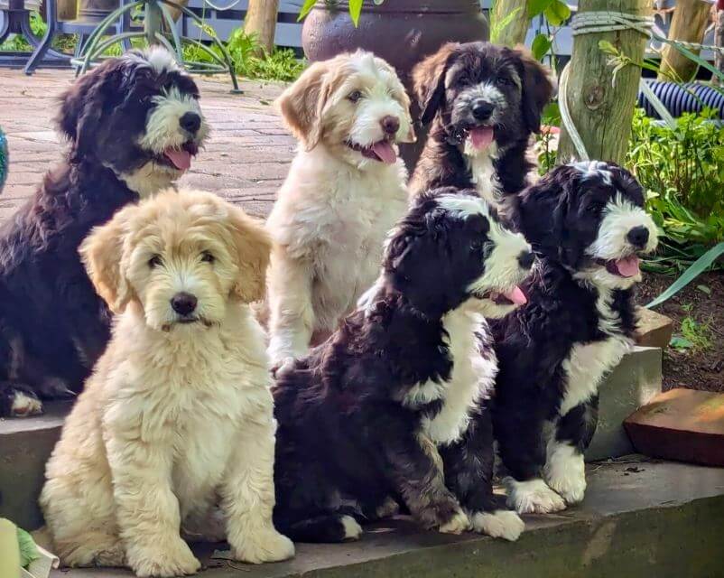 First State Barbado BDT litter of stuffed animal-like puppies.