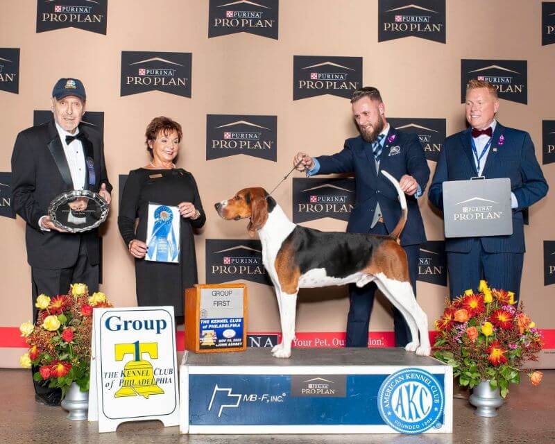 GCHS Lost Heritage Knight Of Eldorado, “Nate,” winning the Hound Group at the National Dog Show in 2022 under Mrs. Pam Lambie. He is the only coonhound to win the Group there.