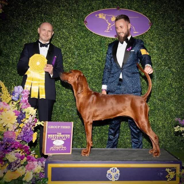 GCHS My She Dances Like Uma Thurman, “Brandi,” the first and only Redbone Coonhound to place in the Hound Group at the Westminster Kennel Club Dog Show, in 2021, under Mr. Jamie Hubbard.