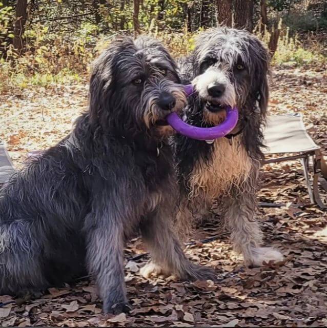 Eli and Jake have a play-pause from herding Wendy