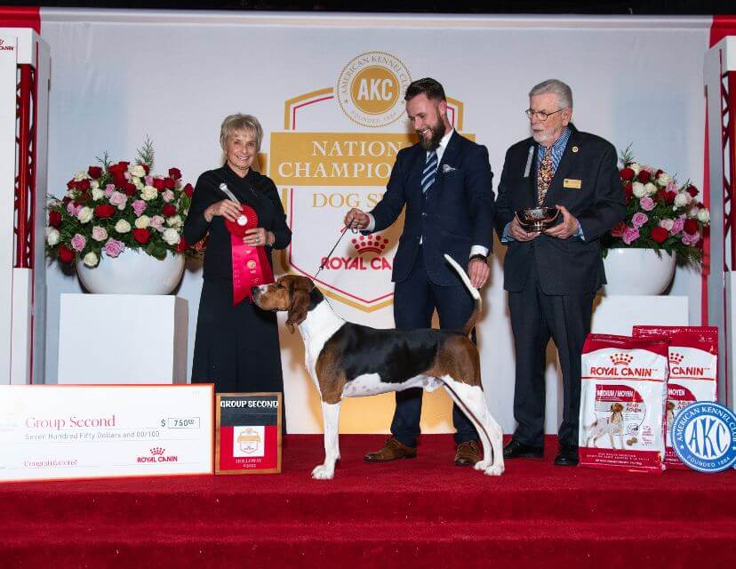 “Nate” placing second in the Group at the AKC National Championship in 2022 under Mrs. Gayle Bontecou. He repeated this in 2023 as well, under Mr. Charlie Olivis