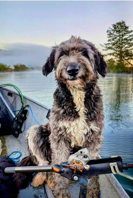 Stuffed animal or dog? We’re not sure, but we’re definitely amused! #Fishing Ginkgo of New World Barbado.