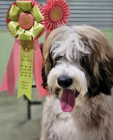 Hondo of New World Barbado, first Certificate of Merit holder in the US.