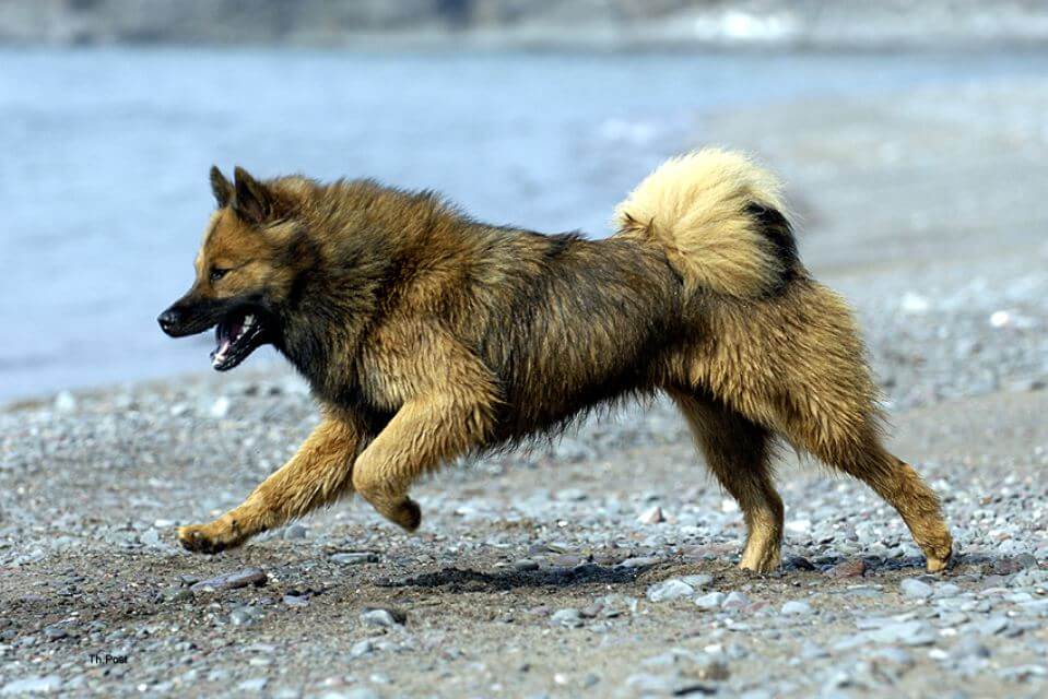 Eurasier