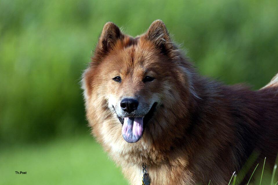 Eurasier