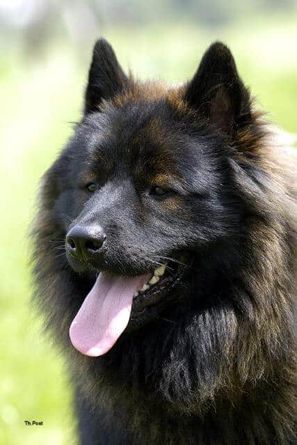 Eurasier