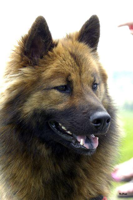 Eurasier