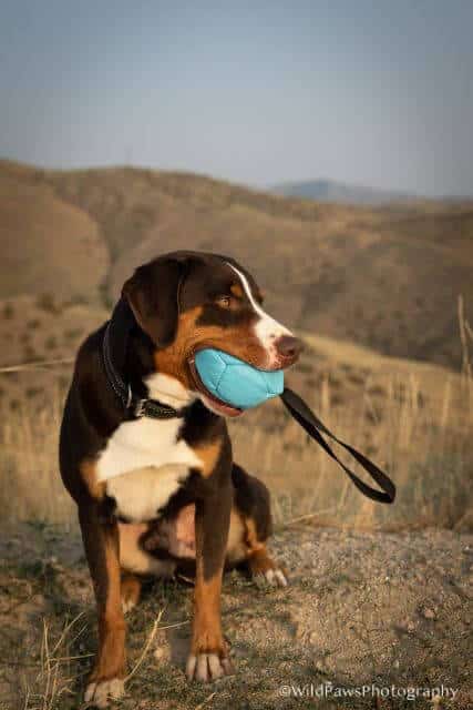 Appenzeller Sennenhund