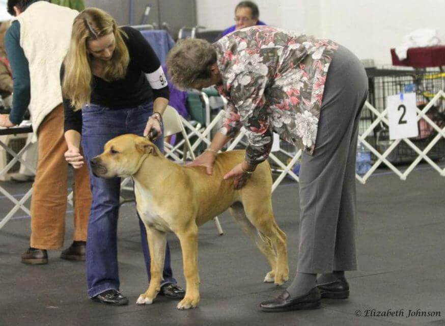 Boerboel-Puppy-and-Judge