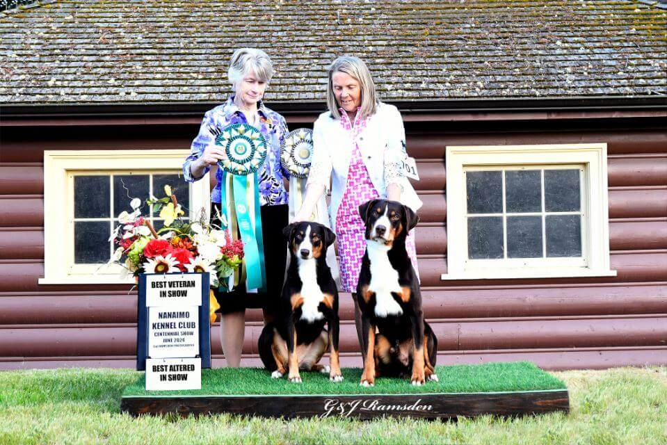Appenzeller Sennenhund