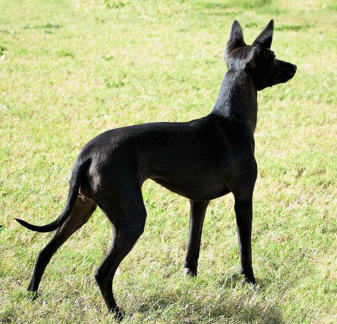 Miniature Xoloitzcuintli, 2010 (This bitch has a correct coat.)